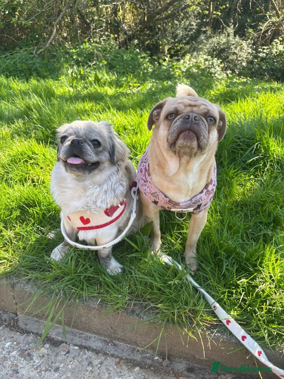 Pug dogs for sale: Kc registered pug  - Advert 7