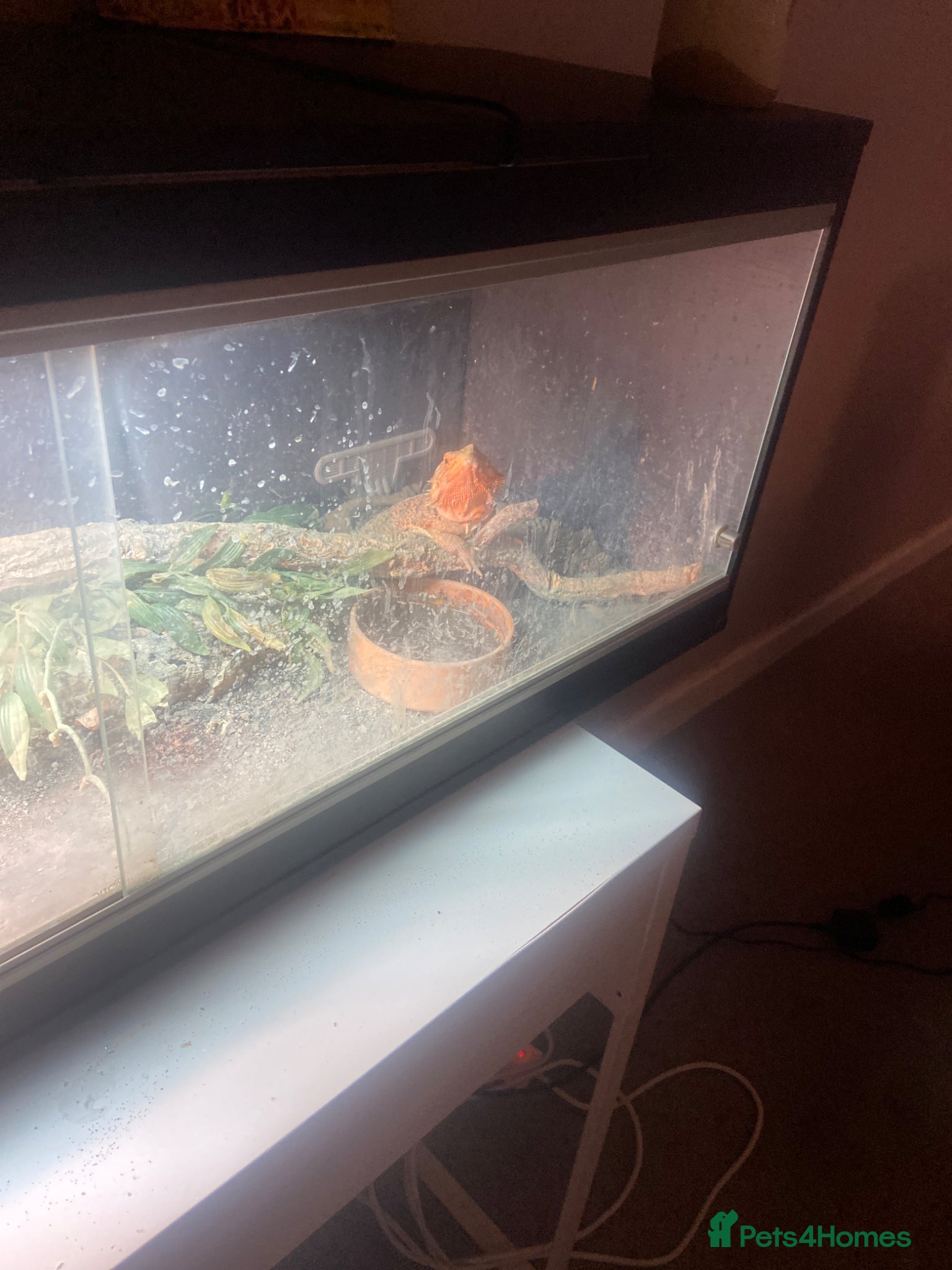 Bearded Dragon reptiles Re home  - Advert 1
