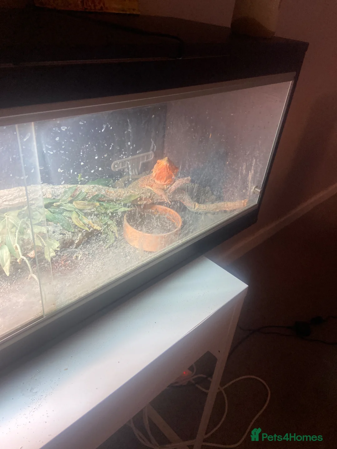 Bearded Dragon reptiles for sale: Re home  - Advert 1