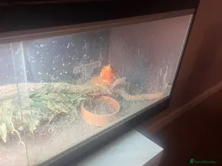 Bearded Dragon reptiles Re home - Advert 1