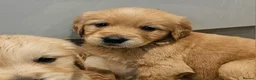 Golden Retriever dogs for sale: Golden retriever champion bloodline puppies. - Advert 20