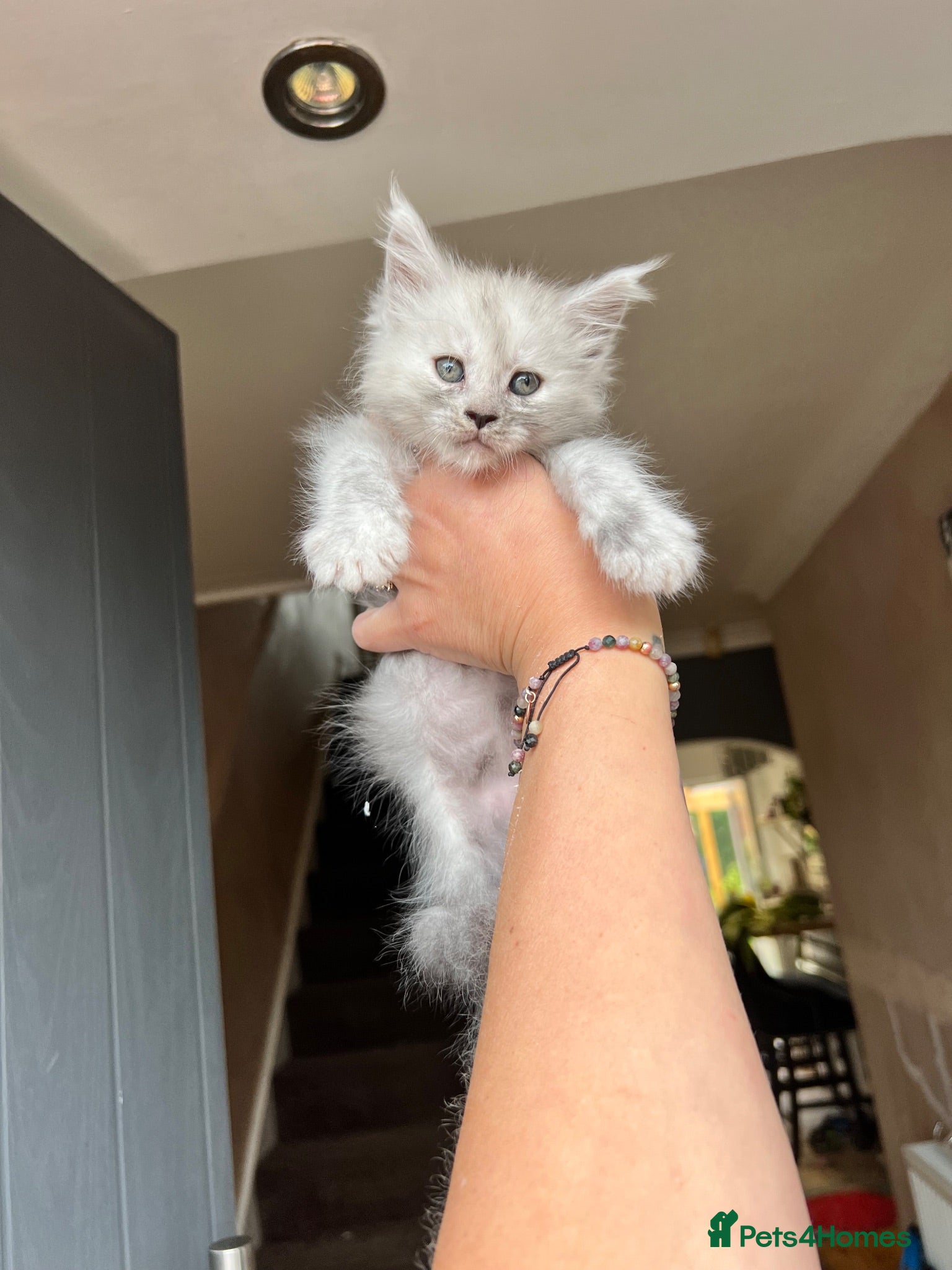 Maine Coon cats TICA registred Maine coon kittens. Rare colours  - Advert 1