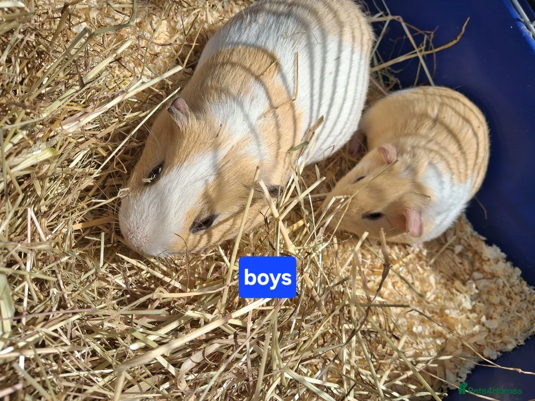 Guinea Pig rodents for sale: Gorgeous Dad & son - Advert 2