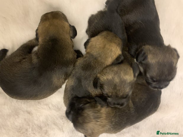 Border Terrier dogs - Advert 2