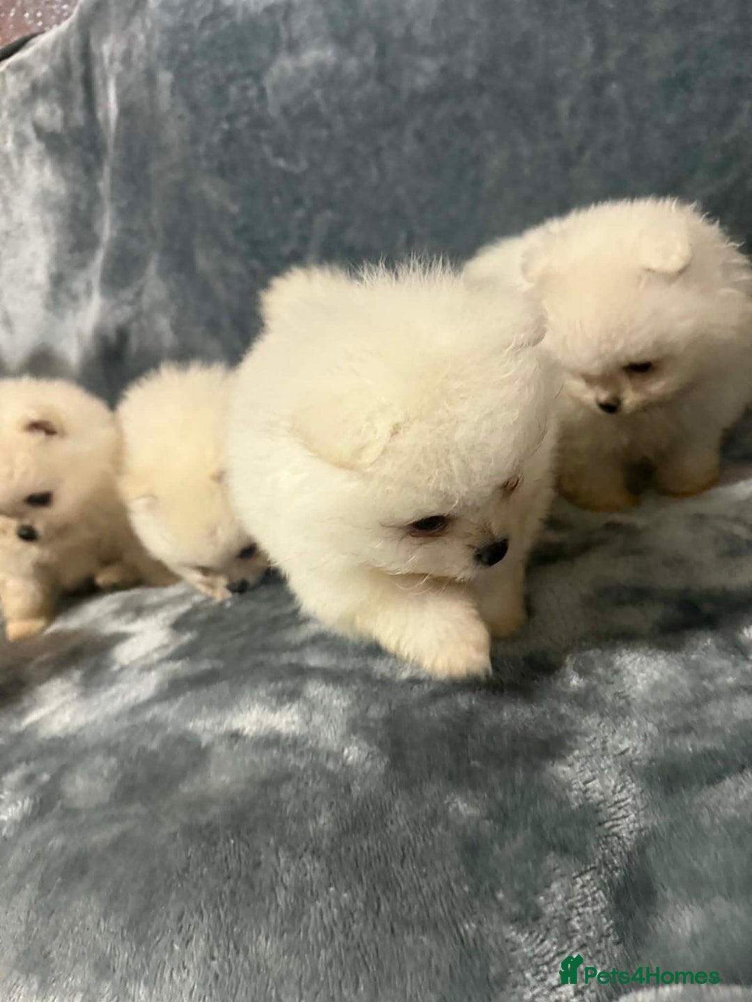 Pomeranian dogs for sale: Teddy bear optic white Pomeranians puppies - Advert 23