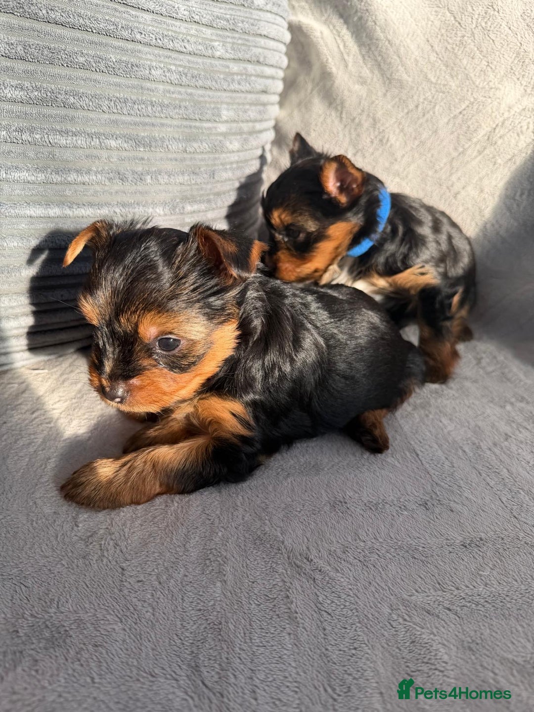 Yorkshire Terrier dogs for sale: Yorkshire Terrier puppies looking for new homes  - Advert 13