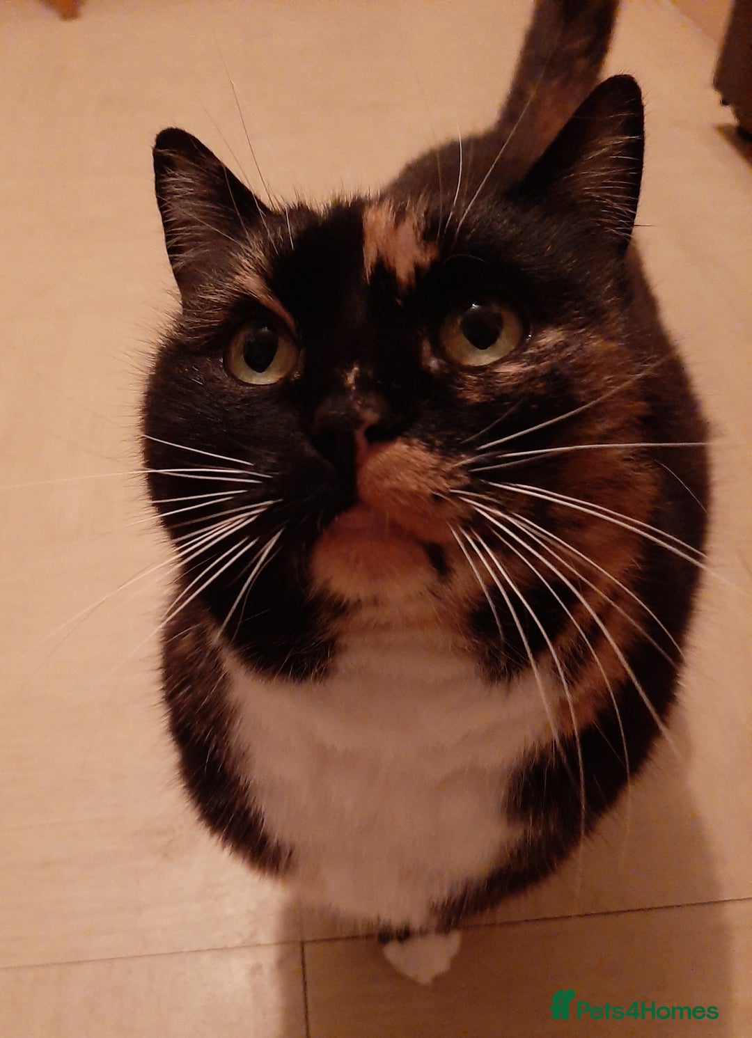 Mixed Breed cats for sale: Tortoiseshell Cat - Advert 1