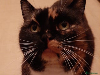 Mixed Breed cats Tortoiseshell Cat - Advert 1