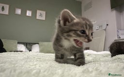 Brazilian Shorthair cats for sale: Kittens for sale  - Image 10