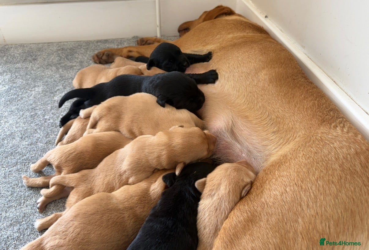 Labrador Retriever dogs Labrador puppies  - Advert 1