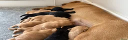Labrador Retriever dogs for sale: Labrador puppies  - Advert 3