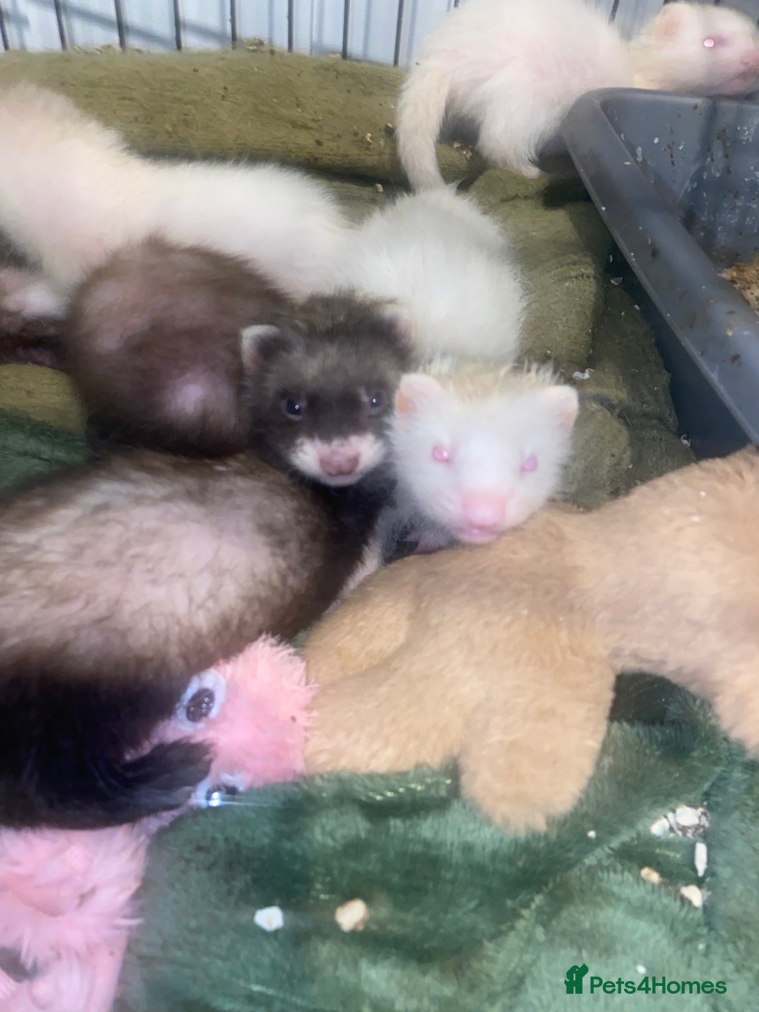 Ferret rodents for sale: Ferrets - Image 6