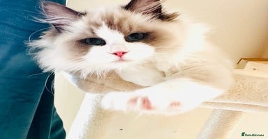 Ragdoll cats - Advert 2