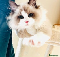 Ragdoll cats - Advert 2