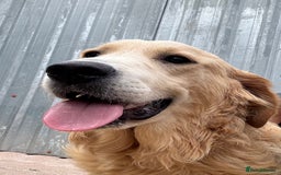 Golden Retriever dogs for sale: Two stunning boys, excellent heslth test results!  - Image 6
