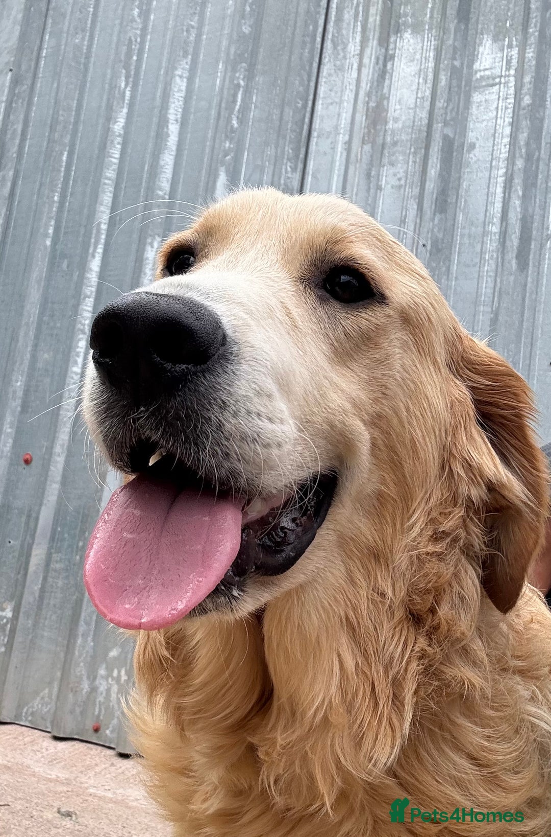 Golden Retriever dogs for sale: Two stunning boys, excellent heslth test results!  - Image 6