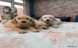 Golden Retriever dogs for sale: KC®️BEAUTIFUL GOLDEN RETRIEVER PUPPIES 🐶❤️ HIP ✅  - Image 6