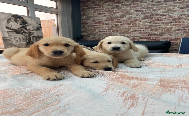 Golden Retriever dogs - Advert 3