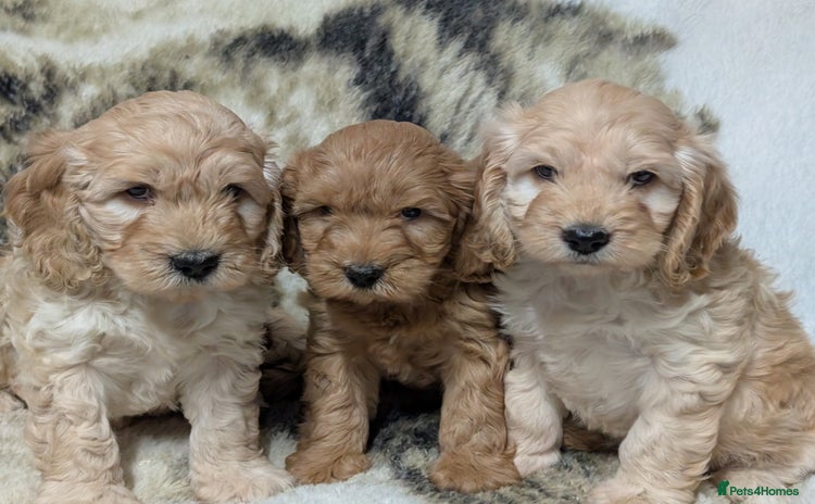 Cockapoo dogs - Advert 10