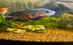 Cichlids fish for sale: Pair of Oscar’s for sale  - Image 2