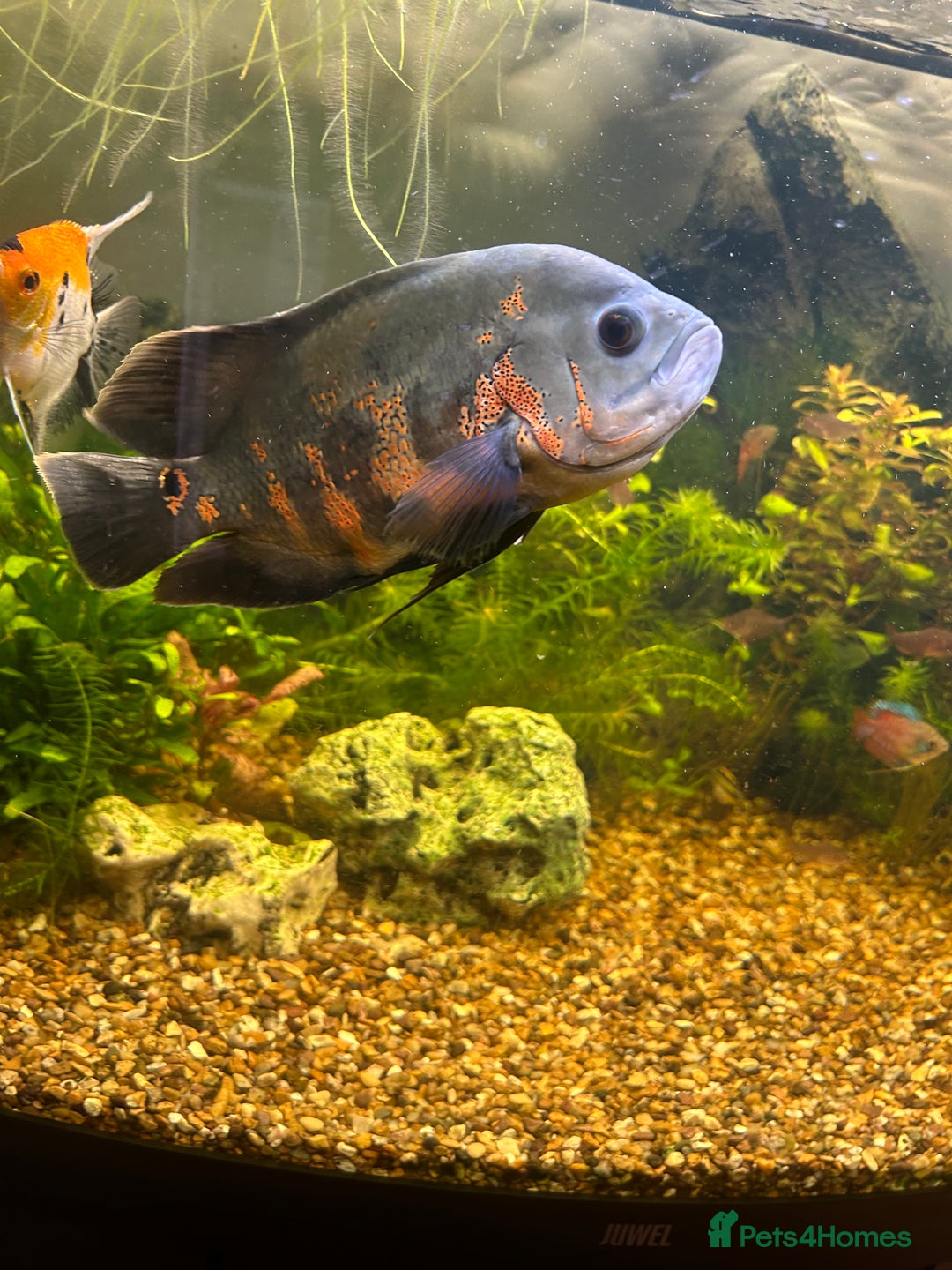 Cichlids fish for sale: Pair of Oscar’s for sale  - Image 2