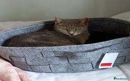 Mixed Breed cats for sale: MOLLY is looking forever home! - Image 4