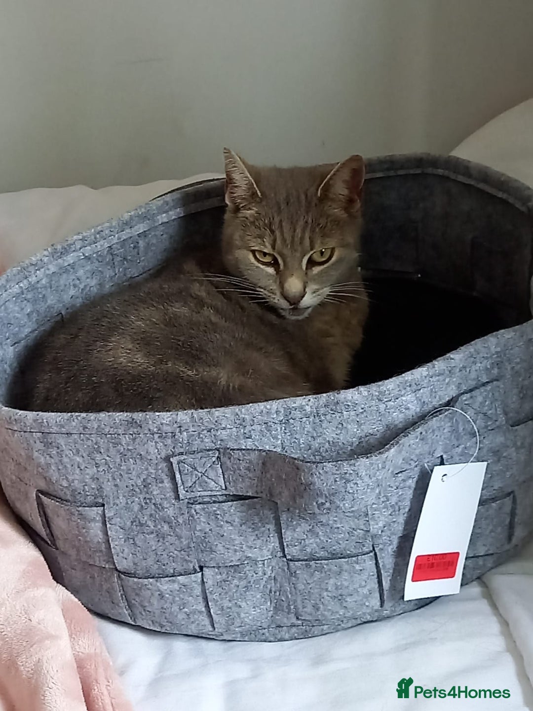 Mixed Breed cats for sale: MOLLY is looking forever home! - Image 4