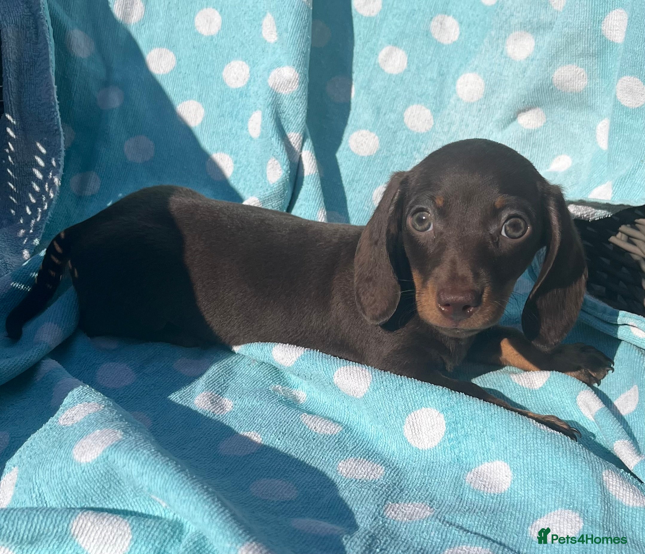 Miniature Dachshund dogs 2 BOYS READY NOW! KC reg miniature Dachshunds 🐾🐾 - Advert 9