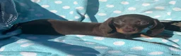 Miniature Dachshund dogs for sale: LAST BEAUTIFUL KC REG BOY!! READY TO GO NOW 🐾🐾 - Advert 4