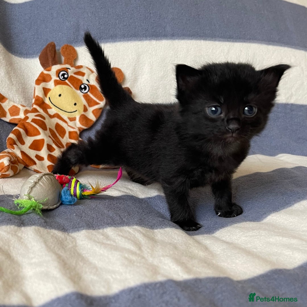 Mixed Breed cats for sale: The Night & Light Litter – 6 Adorable Kittens  - Advert 7