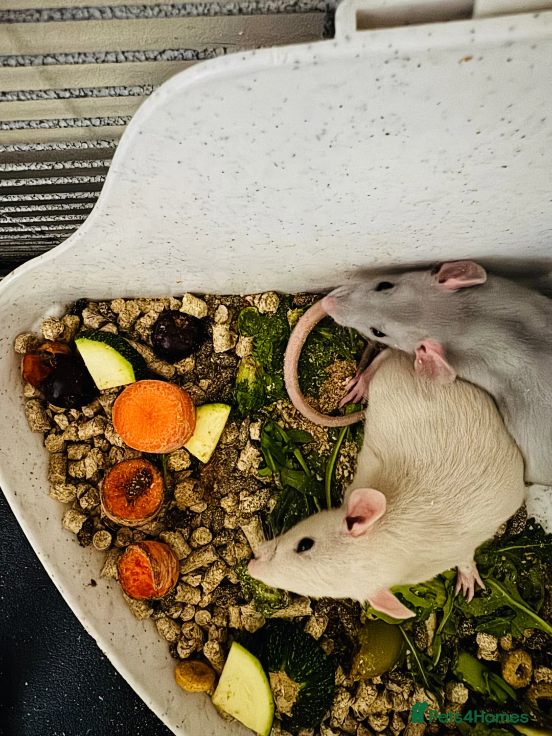 Rat rodents for sale: Pair of Male Dumbo Rats  in Witham - Advert 6