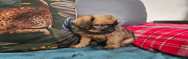 Griffon Bruxellois Puppy 1