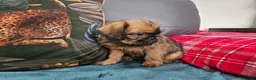 Griffon Bruxellois dogs for sale: Brux Beautys - Advert 4