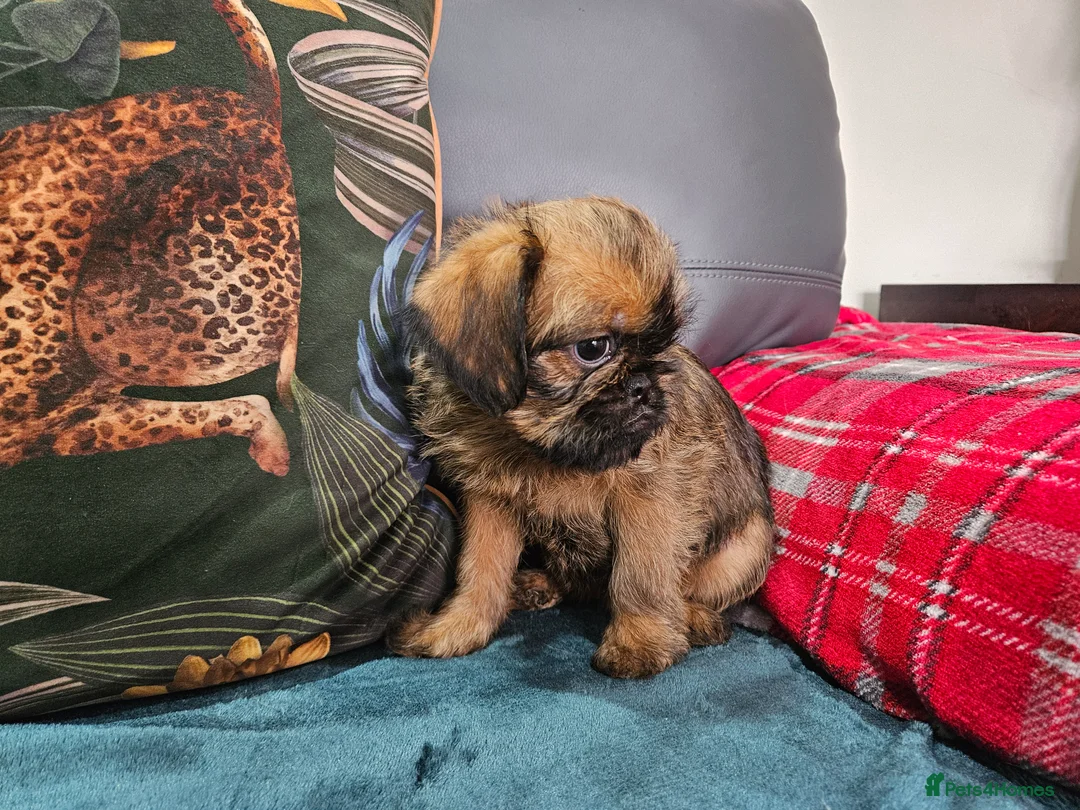 Griffon Bruxellois dogs for sale: Brux Beautys - Advert 4