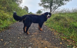 Bernese Mountain Dog dogs for sale: 10 months old BMD girl - Image 6