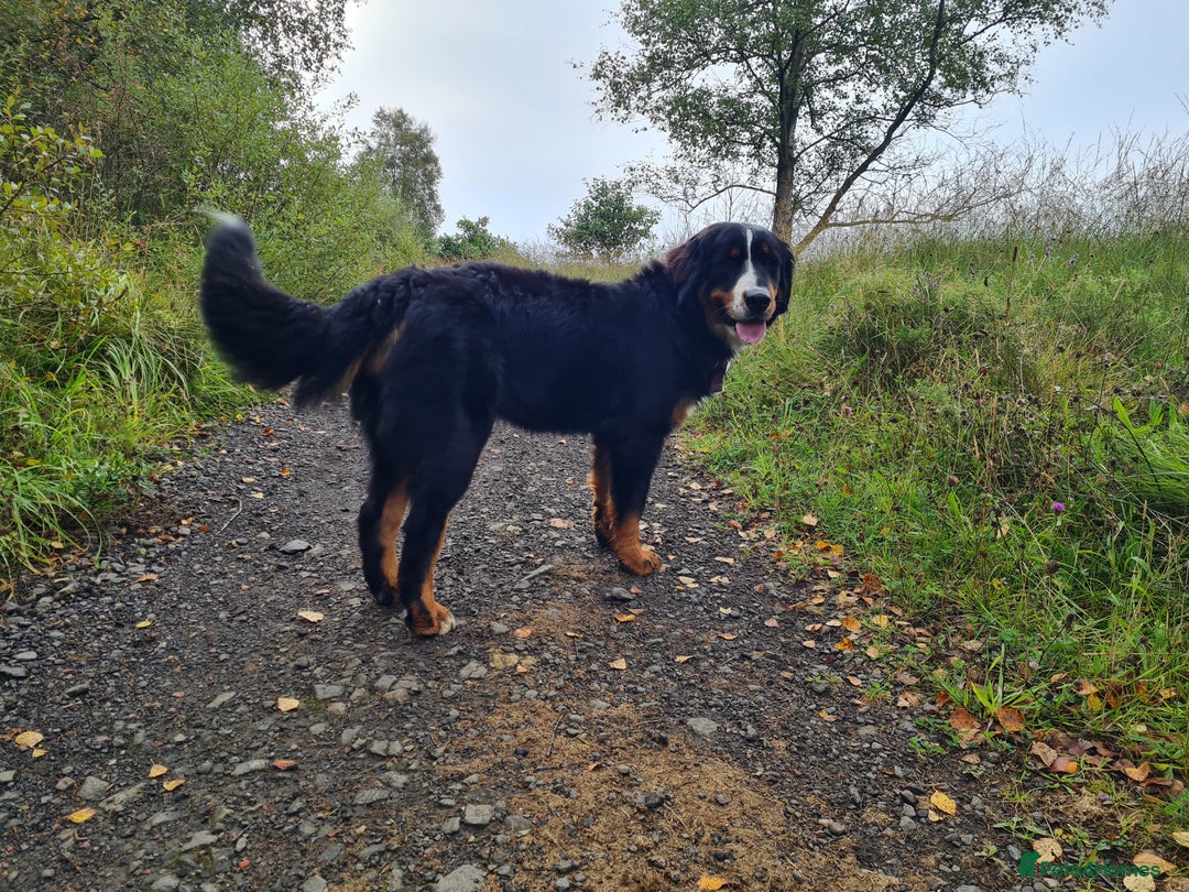 Bernese Mountain Dog dogs for sale: 10 months old BMD girl - Image 6