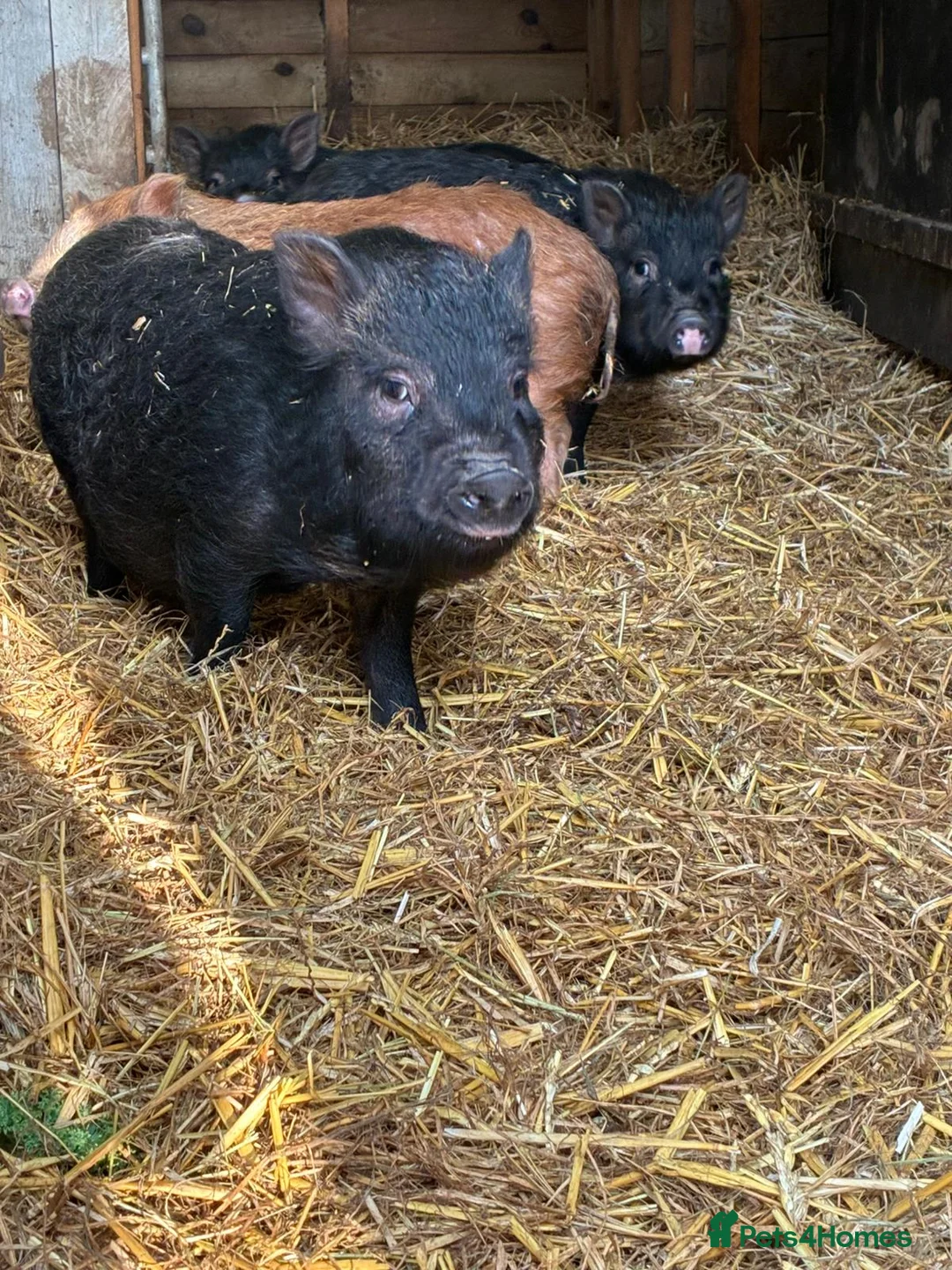 Pig livestock for sale: X4 Juliana mini pigs for sale  - Advert 4