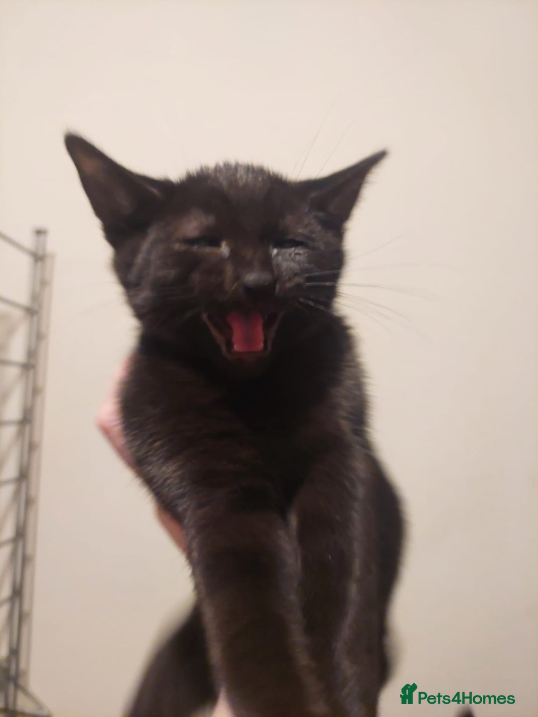 Mixed Breed cats for sale: 5 kittens for sale 13 weeks old ready to go  - Advert 9