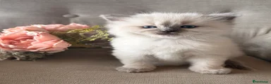 Ragdoll 1 Boy