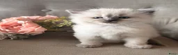 Ragdoll cats for sale: Mischievous trio of gorgeous ragdolls - Advert 2