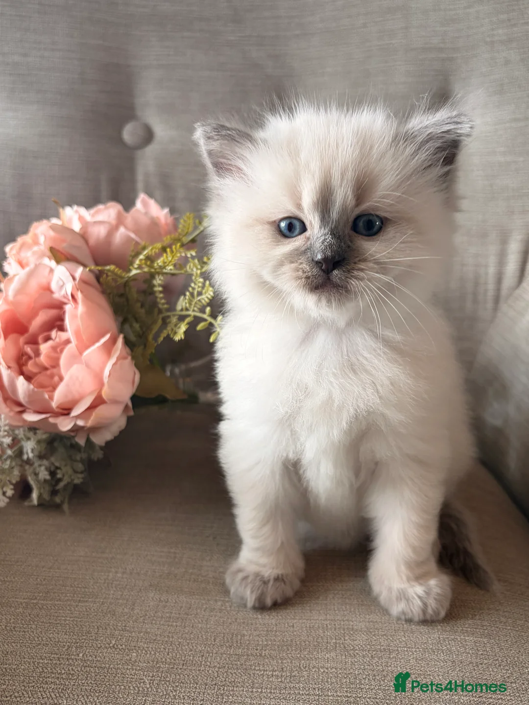 Ragdoll cats for sale: Mischievous trio of gorgeous ragdolls - Advert 2