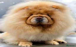 Chow Chow dogs for sale: 🧸🧸Beautiful litter of chow chow puppies🧸🧸 - Image 15