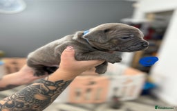 Mixed Breed dogs for sale: staffy x cane corso  - Image 14
