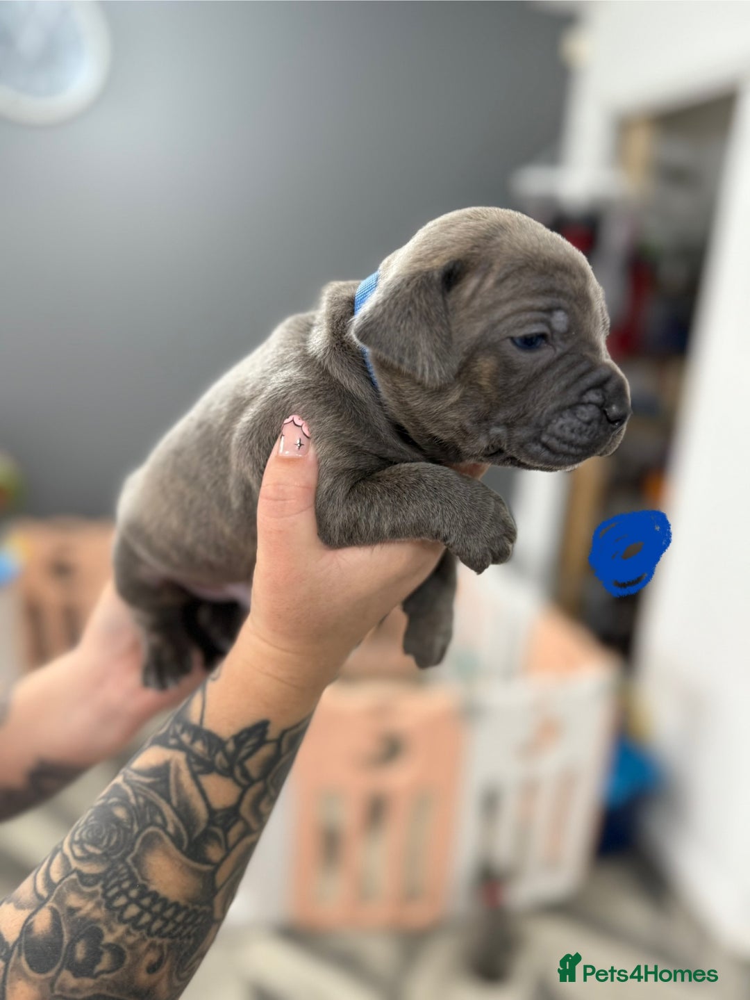 Mixed Breed dogs for sale: staffy x cane corso  - Image 14