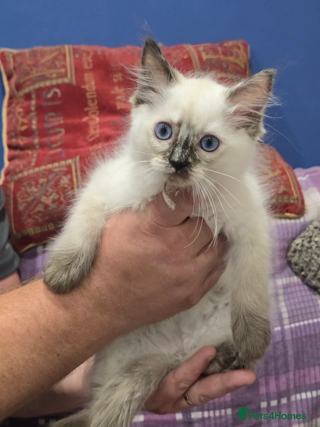 Ragdoll cats for sale: GCCF Registered female. Ready now.  - Advert 11