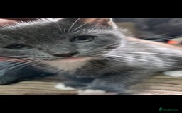 Mixed Breed cats for sale: Kittens ready now  - Image 10