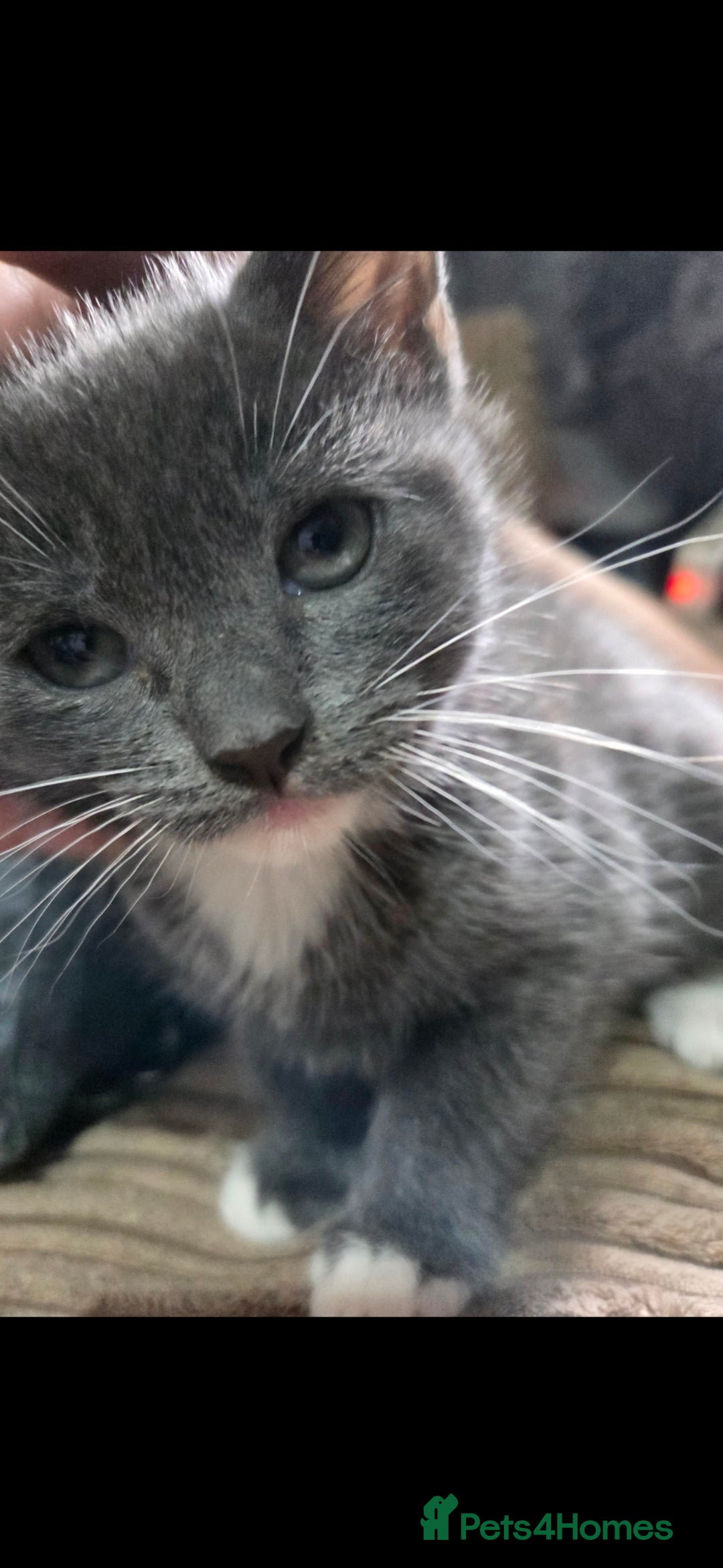 Mixed Breed cats for sale: Kittens ready now  - Image 10