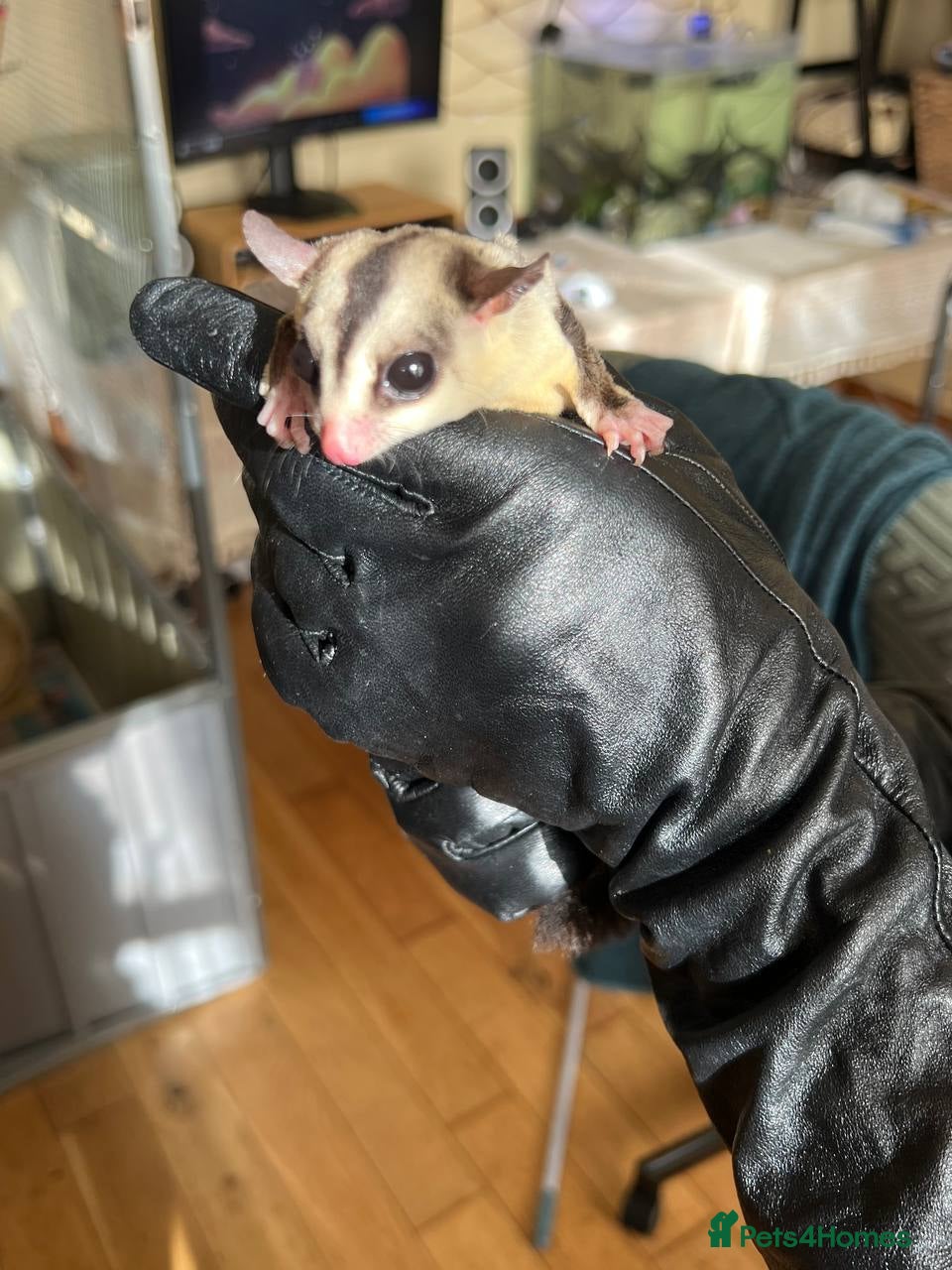 Sugar Glider rodents 1 Boy and 1 girl left! 🐿️2 sugar gliders!🐿️ - Advert 2