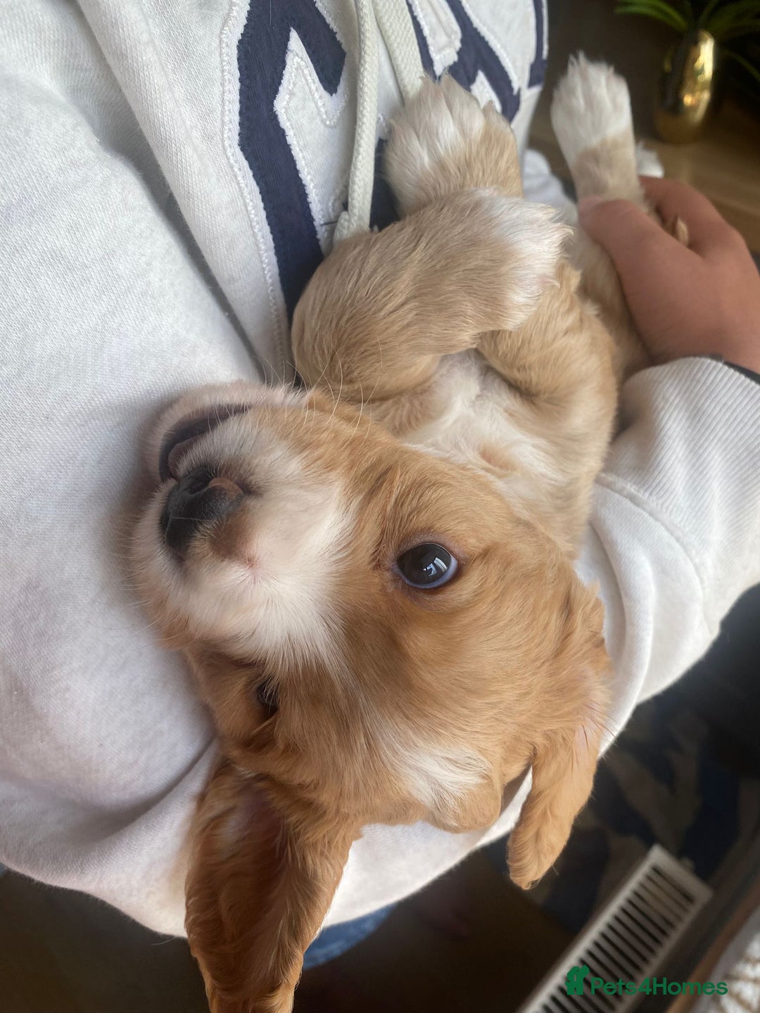 Cocker Spaniel dogs for sale: Golden & Red Working Cocker Spaniel Puppies - Image 17
