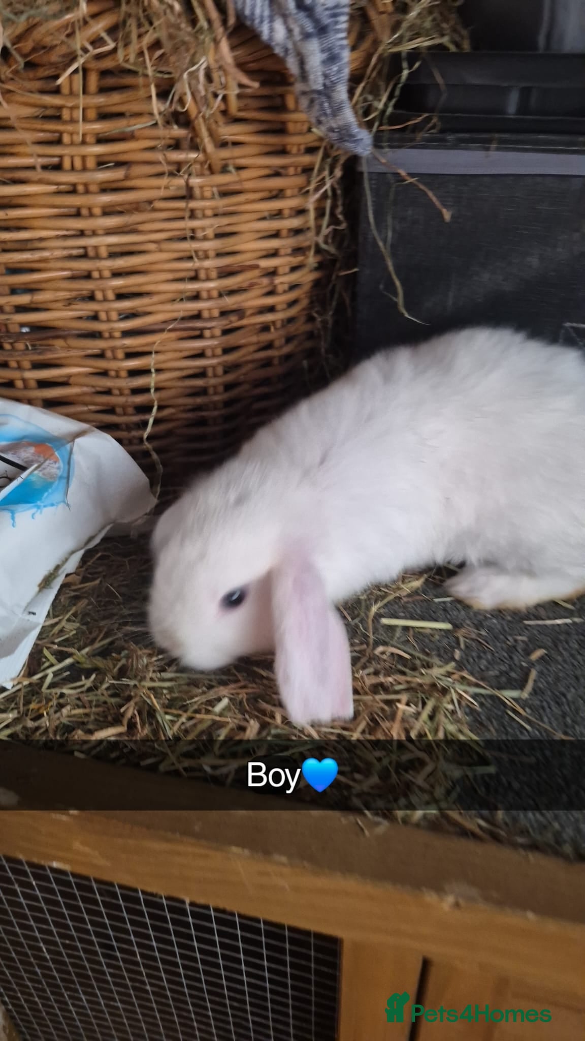 English Lop rabbits BABY RABBITS  - Advert 2